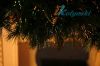 Оптоволоконная елка световод новогодняя FANTASY ФАНТАЗИЯ 120 см, 142 ветки, фирма Gifttree Crafts Company, США -  в продаже в интернет-магазине Иколяски www.ikolyaski.ru 